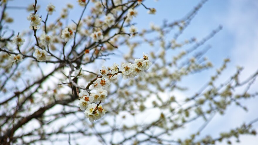 Pale seno i drva da zaštite trešnje od mraza