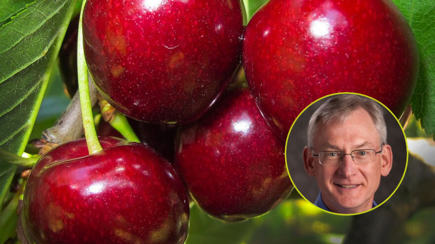 Gregory Lang: Potražnja za trešnjama u svijetu porasla za 50 %, a BiH ima dobre uslove za njihov uzgoj