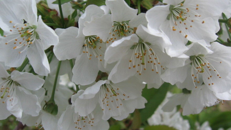 Sadnja trešnje: Pazite na međusobno oprašivanje sorti!