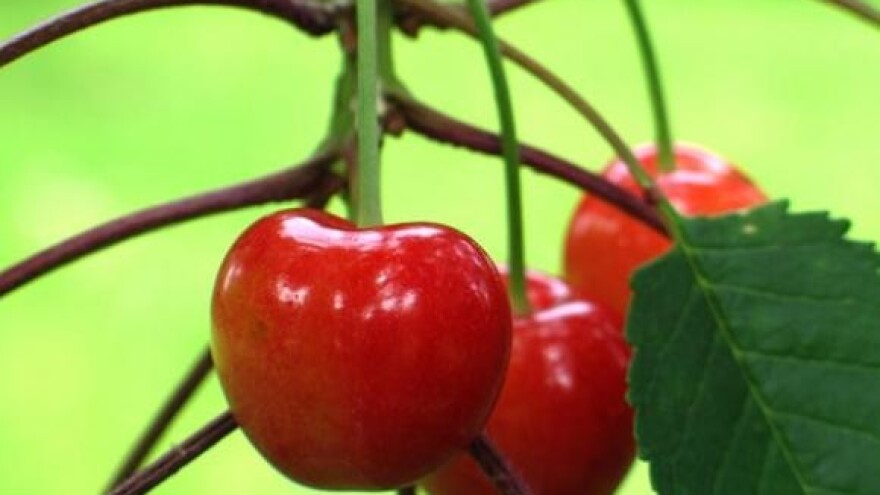 Brzi povratak ulaganja u trešnje