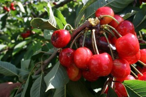 Krađa trešanja: Vitamin i adrenalin, tko to može platit?