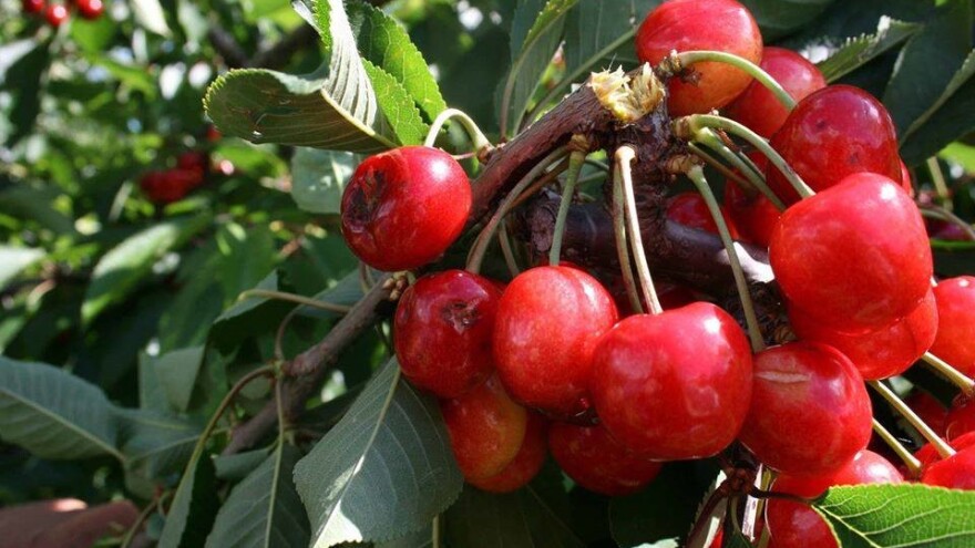 Krađa trešanja: Vitamin i adrenalin, tko to može platit?