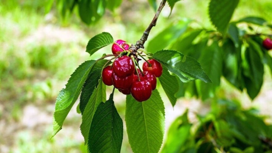 Najbolje podloge za kalemljenje trešnje