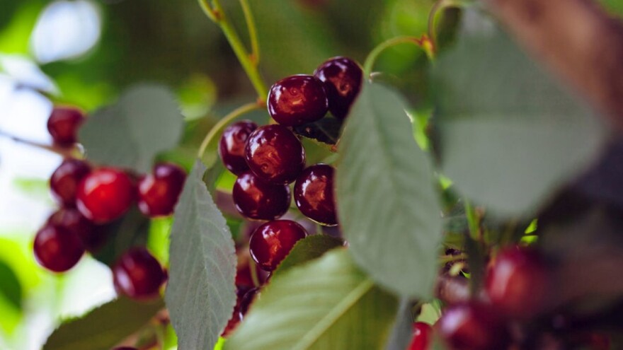 Divlja trešnja: Cijenjeno drvo za proizvodnju sadnog materijala i očuvanje bioraznolikosti