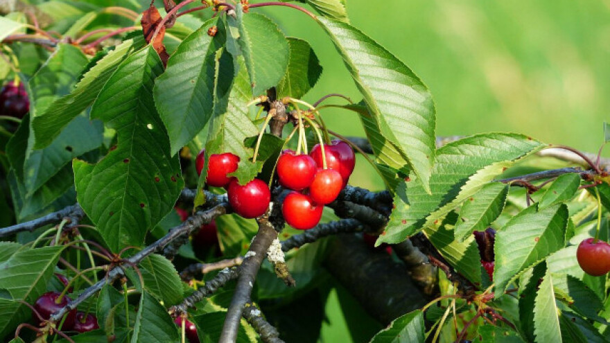 Savremena proizvodnja trešanja u Kisaču