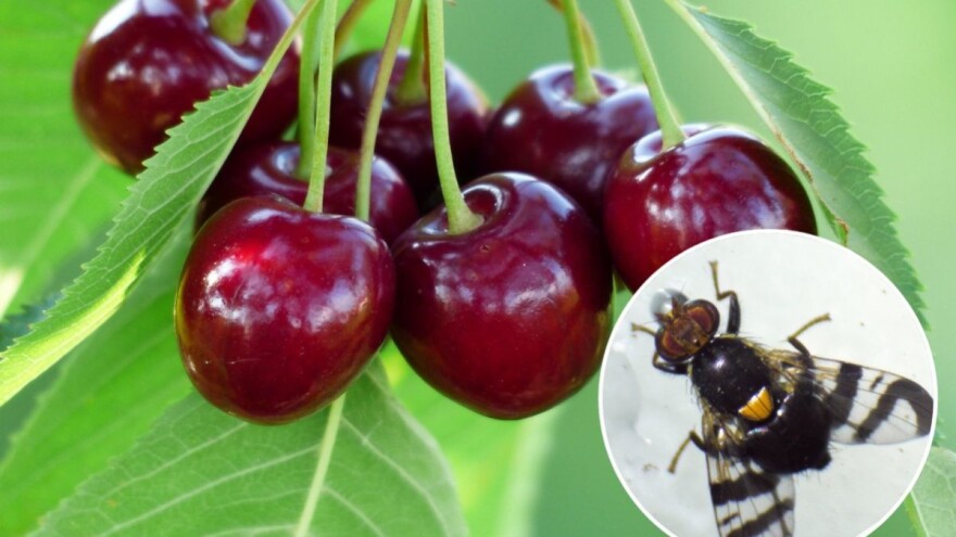 Trešnjina muva - crvavi plodovi, manja tržišna vrednost