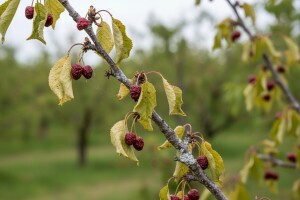 Trešnja pod napadom monilije?
