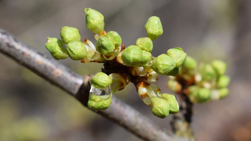 Dobro za voćke: Zahlađenje usporilo vegetaciju