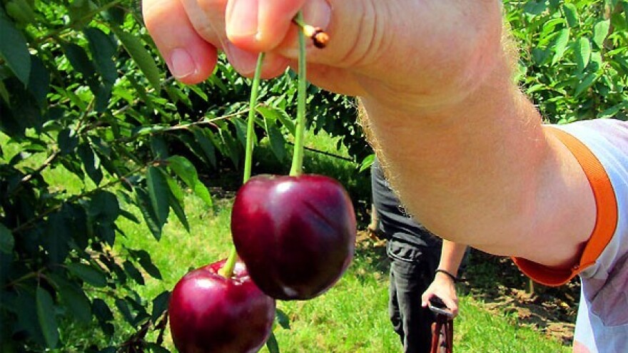 Oprezno s investicijama u trešnju!