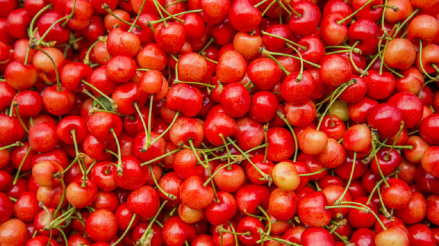 Bezvodna Šumadija pogodna za trešnju