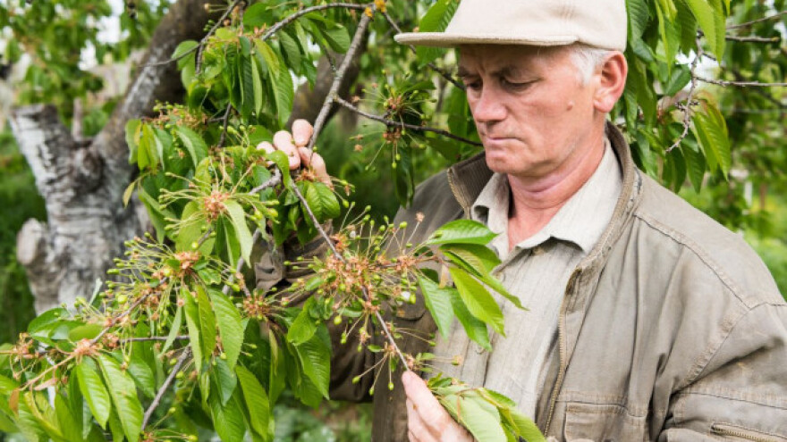 Zbog mrazeva urod trešanja prepolovljen