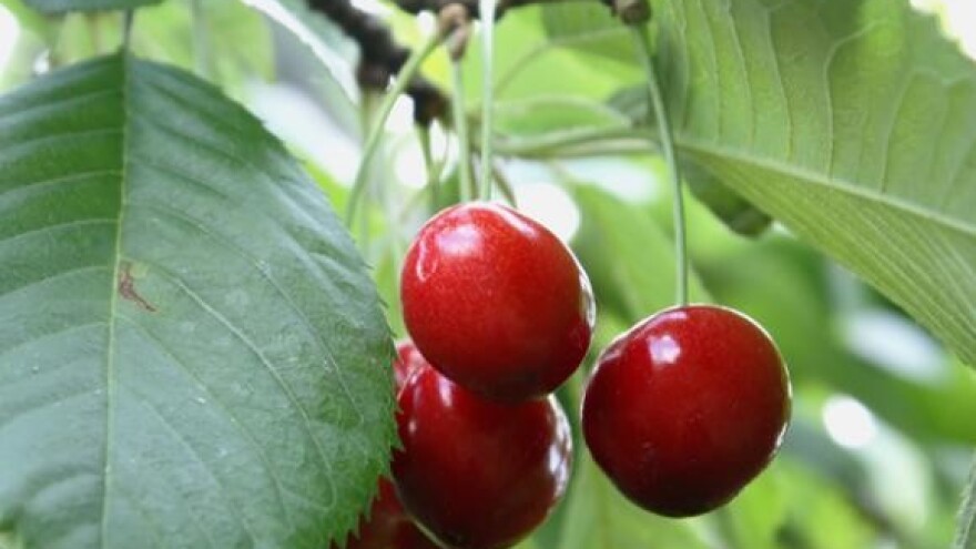 Bolesti napale i najuzornije nasade