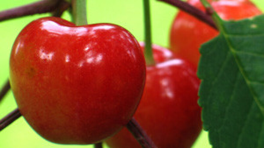 Trešnjina muha - uzročnik crvljivosti višnje i trešnje