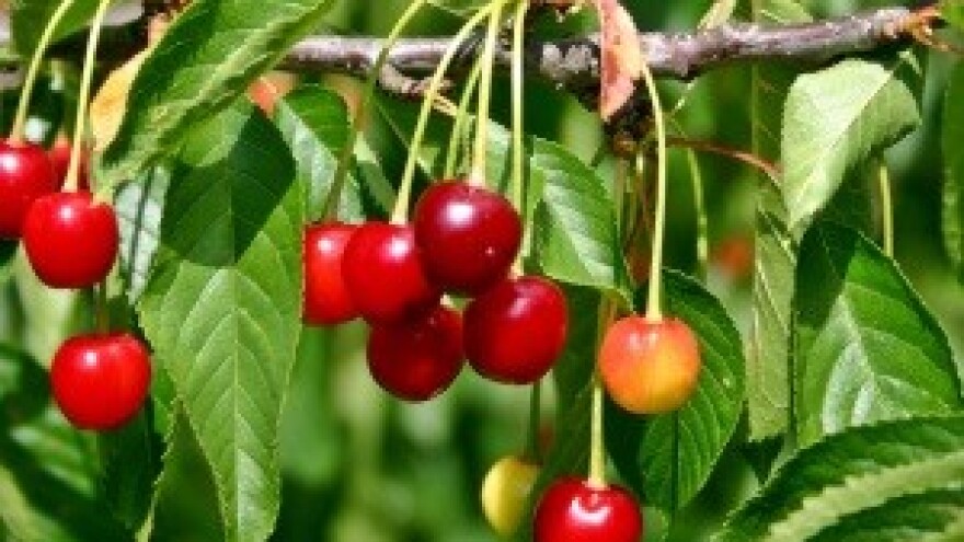 Štetni organizmi trešnje!