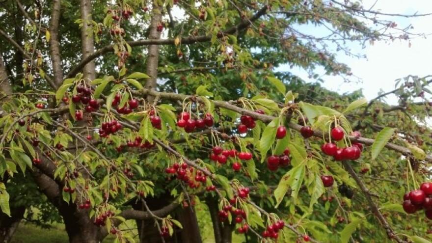 Trešnja pod napadom monilije?