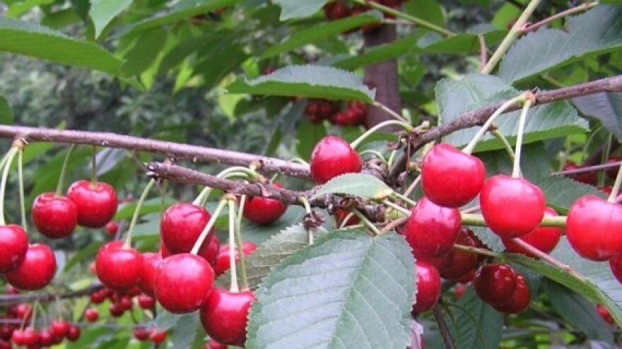 IPARD sredstva za nasade trešnje