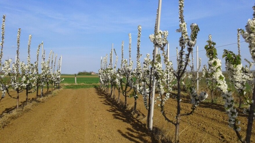 Kalcij ključan za kvalitetu plodova trešnje!