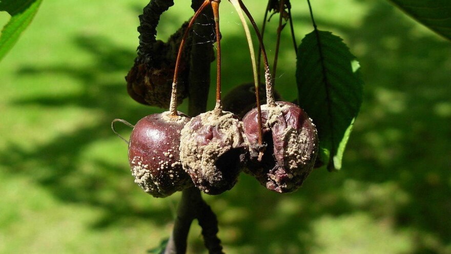 Rade Gavrić: Zbog kiša nisam ubrao ni kilogram trešnje sorte herc