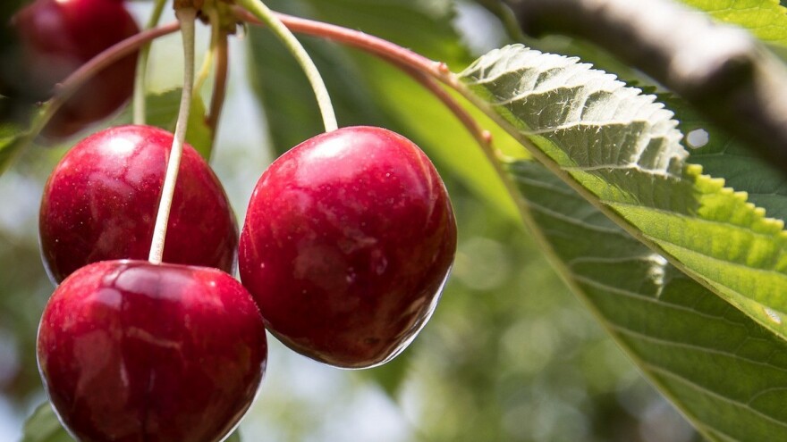 Što uzrokuje pucanje plodova trešnje?