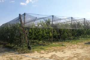 Ulaganja za savremen zasad trešnje do 40.000 evra - u petoj godini i zarada
