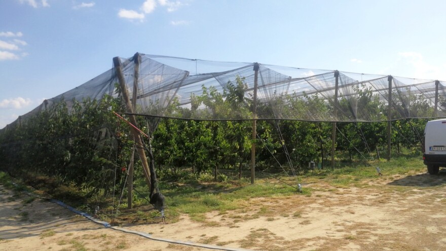 Ulaganja za savremen zasad trešnje do 40.000 evra - u petoj godini i zarada