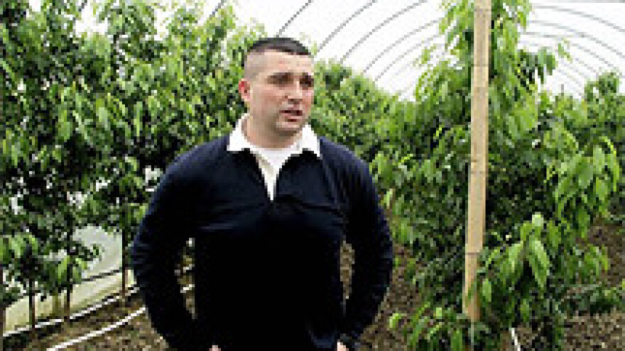 Trešnje u plasteniku