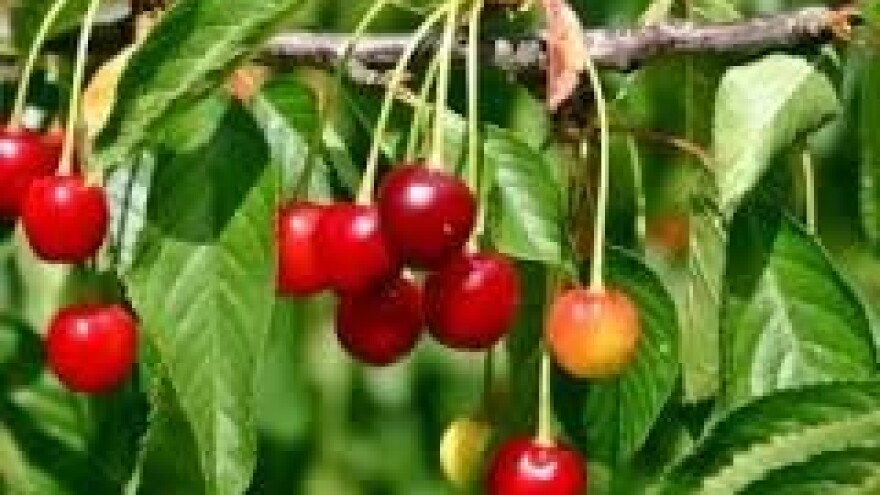 Zaštita nasada koštičavoga voća