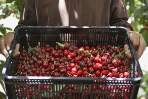 Europskom tržištu nedostaje trešanja, a sezona tek krenula