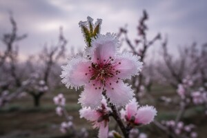 Trešnje i breskve bit će jako skupe