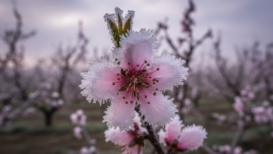 Trešnje i breskve bit će jako skupe