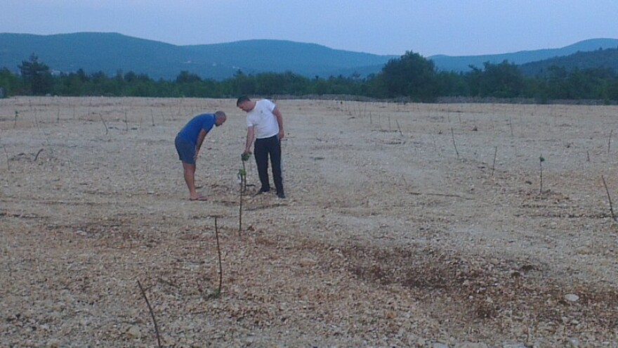 Milijun kuna za nasade trešanja