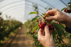 Trešnje iz Klokočevika otišle u Rusiju