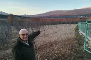 Mate Rađa: Niska otkupna cijena trešanja i uvoz ubijaju volju za uzgojem