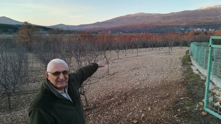 Mate Rađa: Niska otkupna cijena trešanja i uvoz ubijaju volju za uzgojem