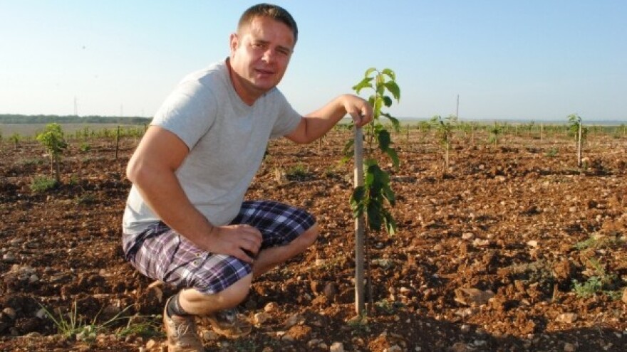 Podignut najveći nasad trešanja u Hrvatskoj!