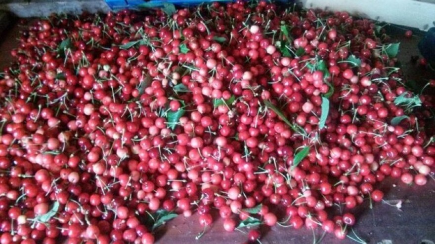 Kiša prepolovila urod trešanja!