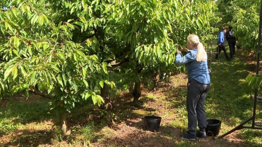 Sakib se vratio se iz Belgije pa postao najveći proizvođač trešanja: "Cijena žara"