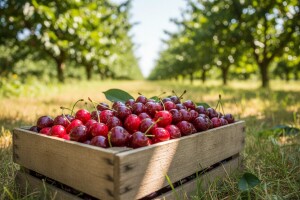 Trešnje prerano sazrele, ove godine neće na evropsko tržište