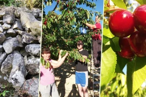 Suhozid i burobran sačuvali mu urod trešanja vrijedan 70.000 kuna!