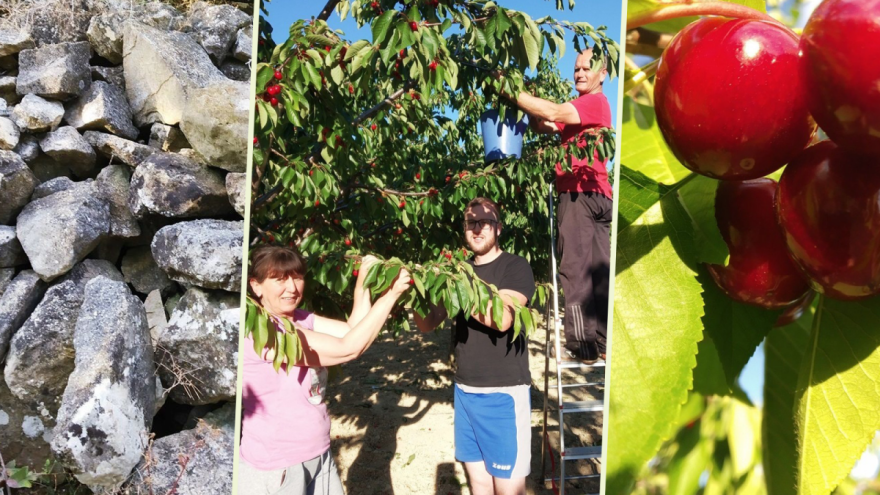 Suhozid i burobran sačuvali mu urod trešanja vrijedan 70.000 kuna!