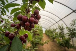 Trešnje u plasteniku