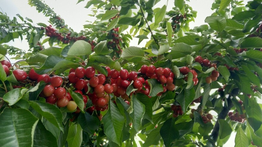 Zašto je dobro imati višnju u svom vrtu?