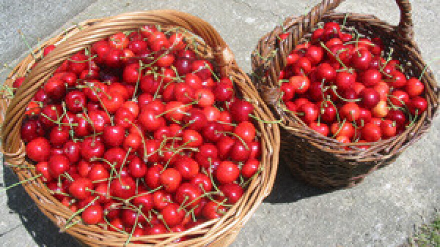 Radionica "Proizvođačke organizacije"