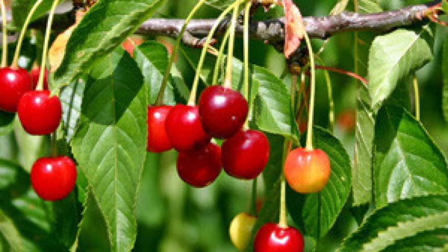 Uspjeh Marina Šare IPARD će nagraditi s dva milijuna kuna