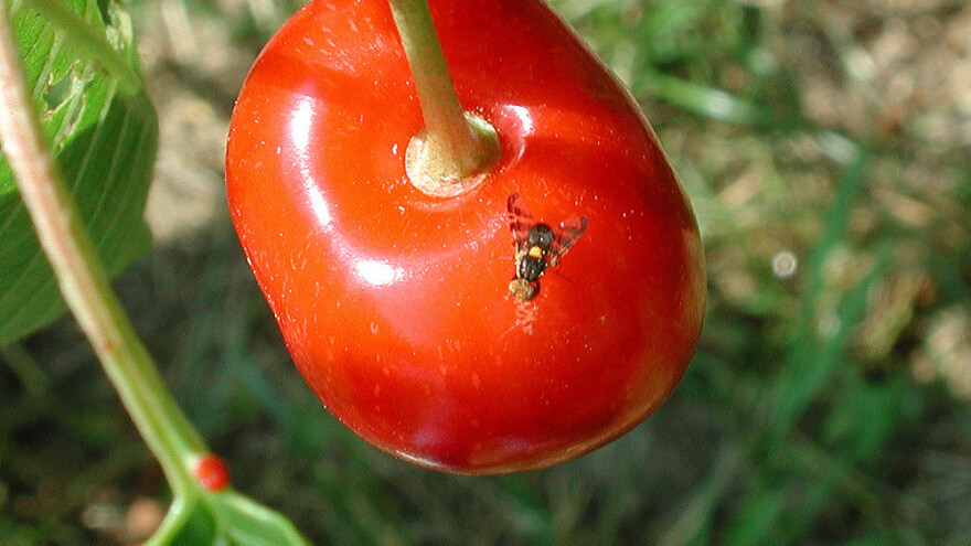 Trešnjina muha ugrožava srednjestasne sorte