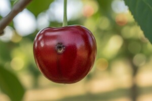 Trešnjina muva - kako je prepoznati i suzbiti