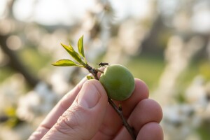 Tretiranje šljivine osice u uvjetima eko uzgoja