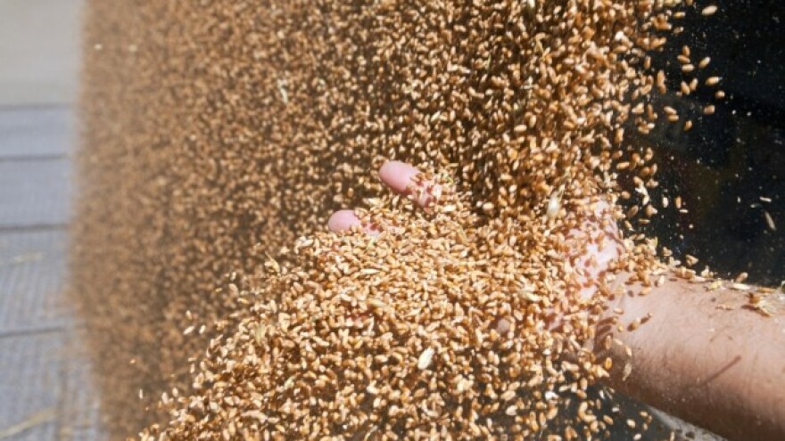 Počelo trgovanje pšenicom novog roda