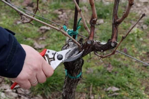 Tri godine do pravilnog Guyota – što vinogradar mora znati?