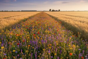 Tri tisuće kuna od EU za cvjetne trake usred polja
